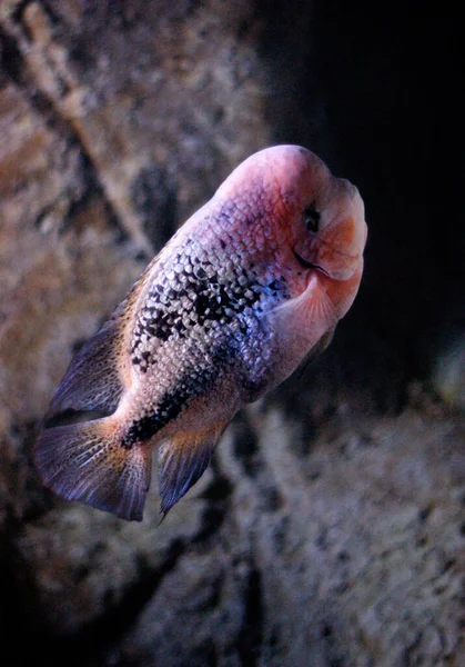 Farbverteilung Eines Großen Fisches — Stockfoto