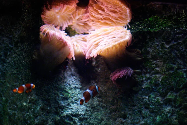 Clown Fish Swimming Nemulals — Stock Photo, Image