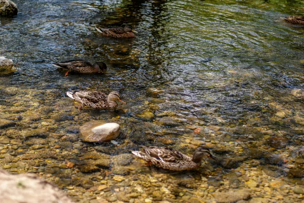 Patos Río Arlazon Burgos —  Fotos de Stock