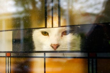 Pencereden bakan kedi.