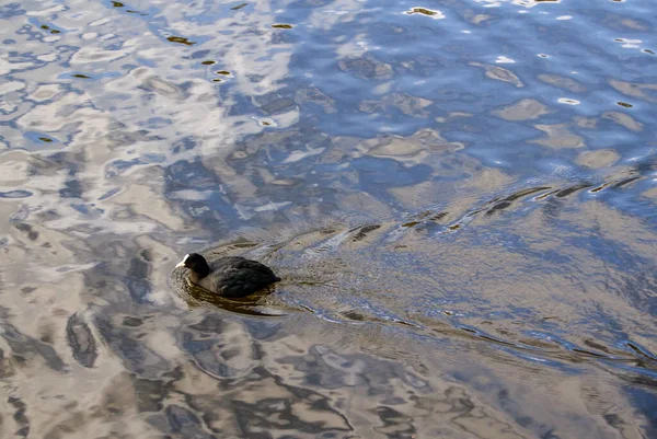 Enten Laufen Frei Amsterdam — Stockfoto