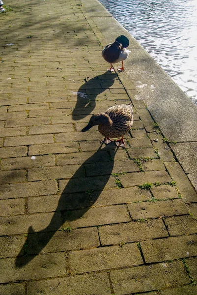 Enten Laufen Frei Amsterdam — Stockfoto