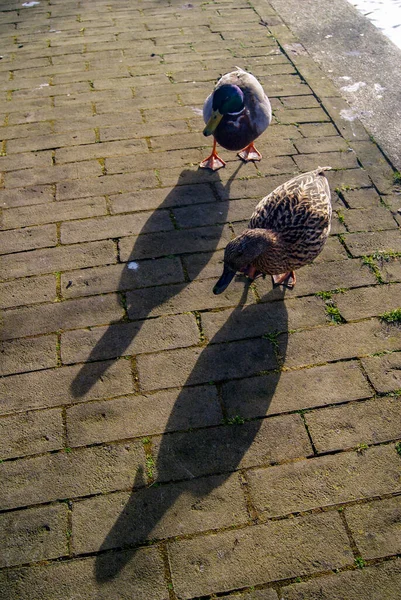 Amsterdam Ördekler Özgürce Yürüyor — Stok fotoğraf