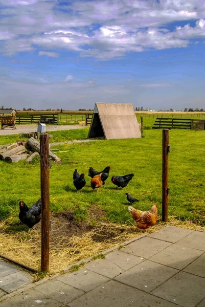 Chickens and ducks in a Zaanse schans chicken coop