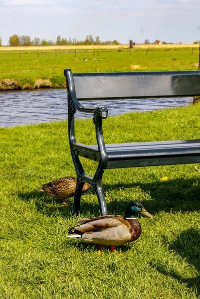 Patos Caminando Libremente Través Zaanse Schans —  Fotos de Stock