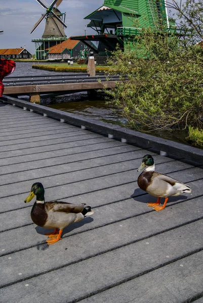 Patos Caminando Libremente Través Zaanse Schans — Foto de Stock