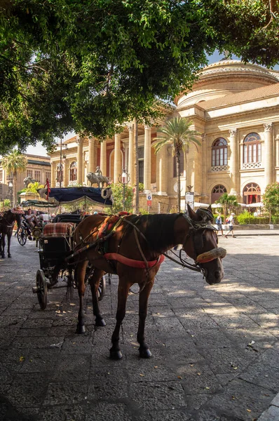 Caballo Con Carruaje Plaza Del Teatro Massimo Palermo — Foto de Stock