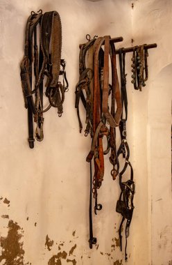 Palma de Mallorca 'da atlar için tasma