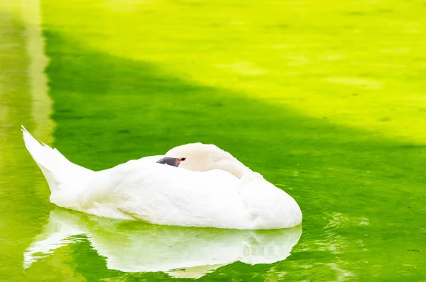 Cisne Palacio Almudaina Palma Mallorca — Foto de Stock