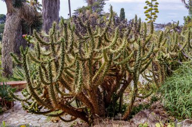 Kaktüs del jardin Botanico de Blanes