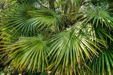 Blanes botanik bahçesinin bitkileri
