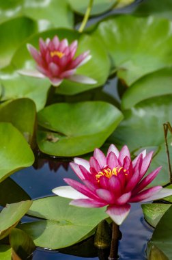 Blanes botanik bahçesinin nenüjeleri