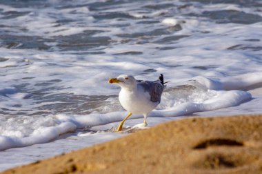 Blanes kumsalındaki martı.
