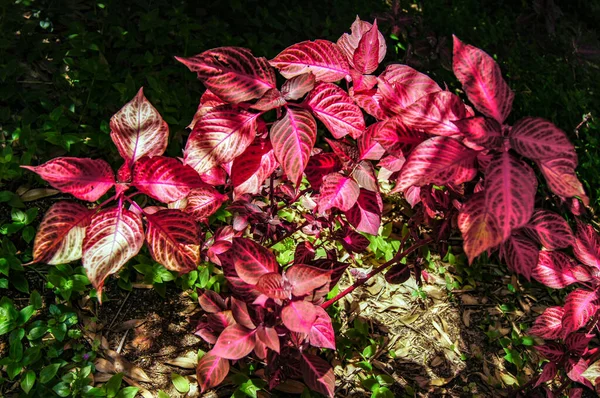 Fleurs Jardin Botanique Blanes — Photo