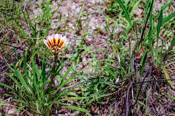 Flowers Botanical Garden Blanes — Stock Photo, Image