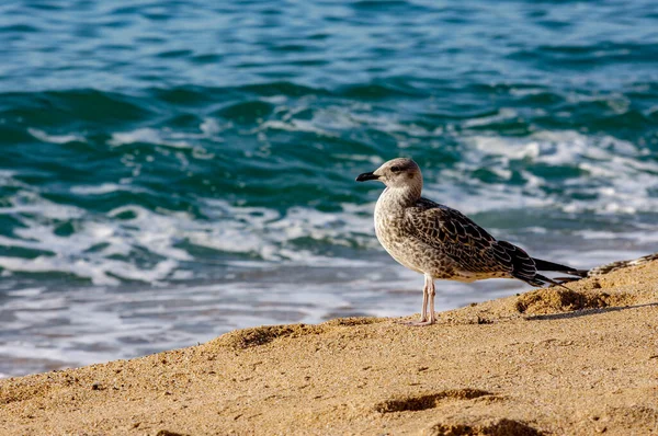 Gaivota Areia Praia Blanes — Fotografia de Stock