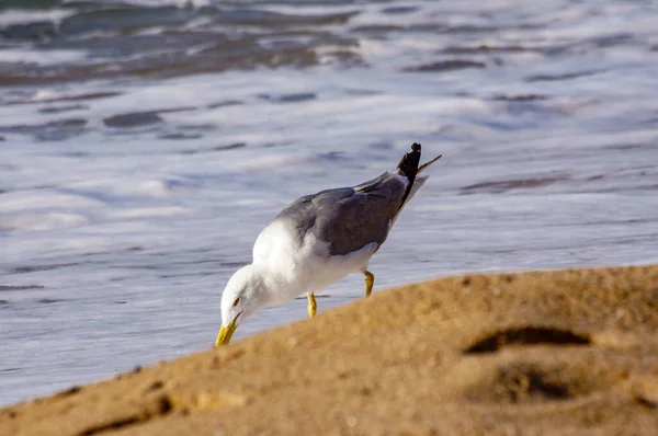 Mouette Sur Sable Plage Blanes — Photo