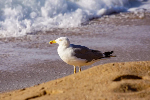 Seagull Sand Blanes Beach — Stock Photo, Image