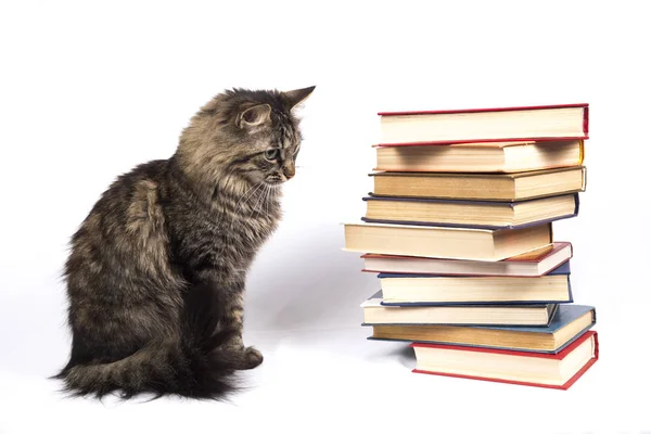 Кіт сидить збоку біля стопки книг — стокове фото
