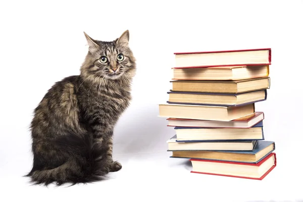 kedi kitapların bir yığınına oturur