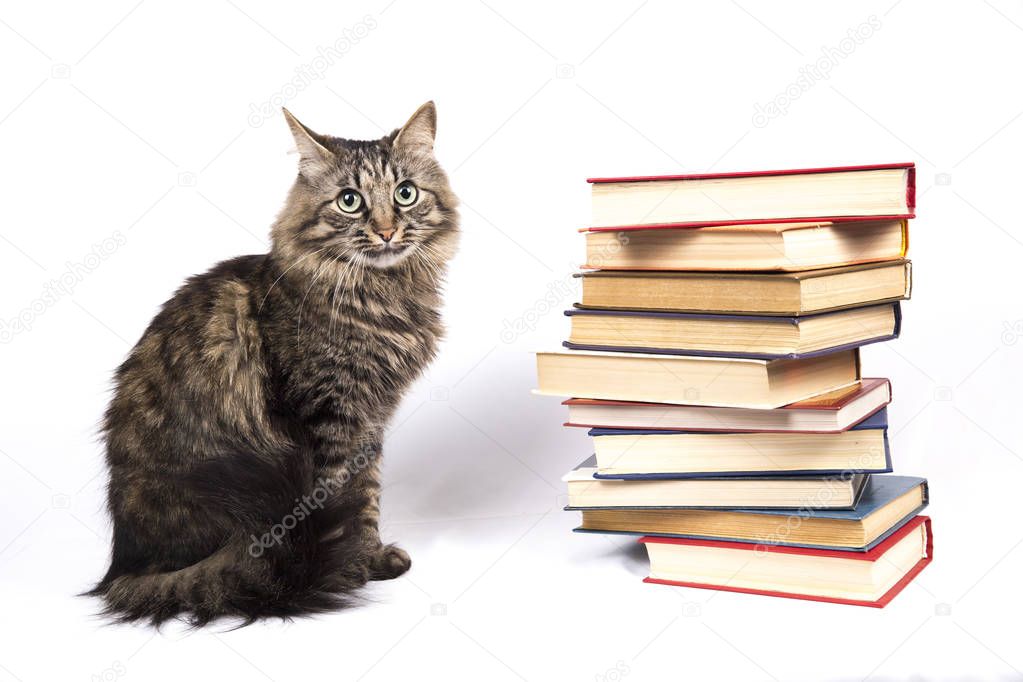 cat sits near a stack of books