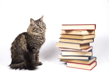 bir kedi ve ciltli kitapların bir yığınına