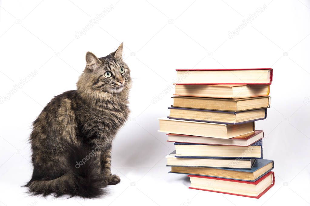 a cat and a stack of books in hardcover
