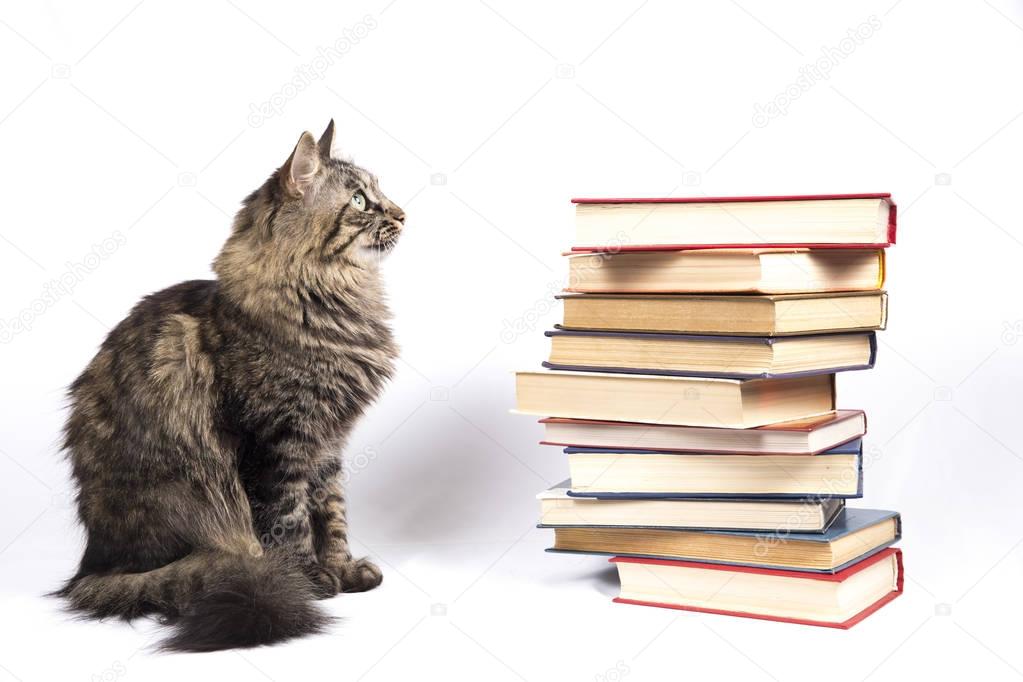 books in color covers next to a cat 