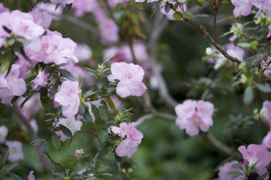 açelya şube bulanık arka plan üzerinde güzel pembe çiçekleri ile