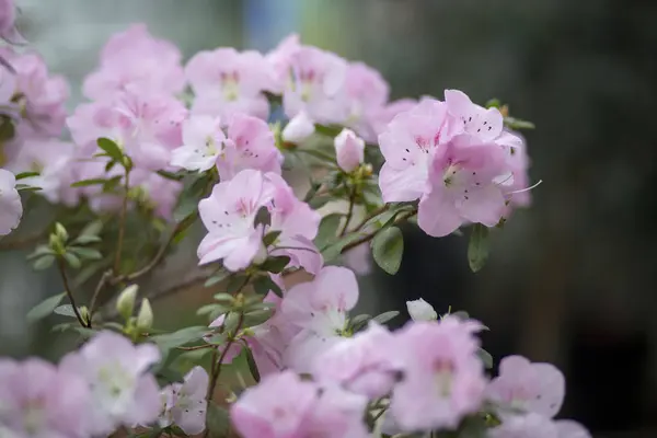 杜鹃分枝, 有娇嫩的粉红色花朵, 有小芽和绿叶 — 图库照片