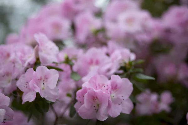 Large pink azalea flowers with green leaves — Stock Photo, Image