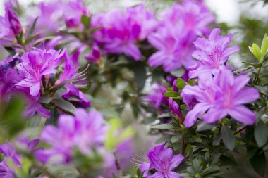 açelya dalları ile Lila çiçek 