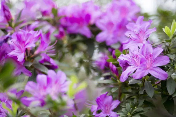 Azalea branches  with lilac flowers — Stock Photo, Image