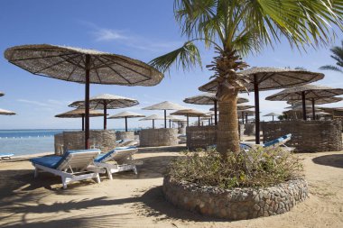 Güneşli kumsalda bir arka plan ile palmiye ağaçları ve plaj şemsiyeleri