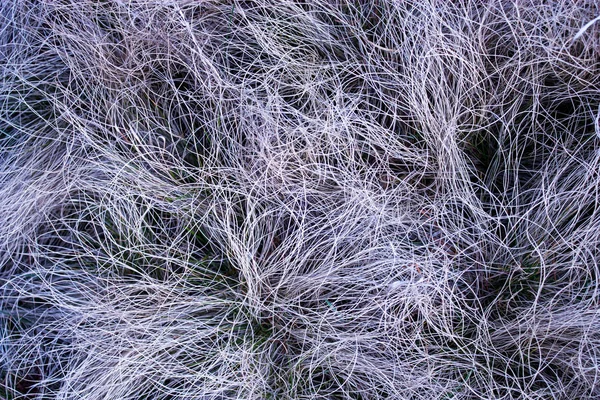 Texture des graminées séchées l'an dernier — Photo