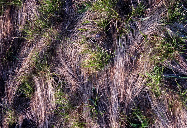 Textura vzorce mladé zelené trávě a suché trávy — Stock fotografie