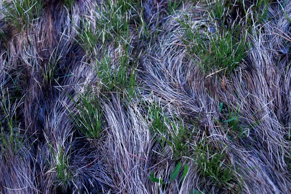 Superfície da terra, coberto com padrões de grama verde jovem — Fotografia de Stock