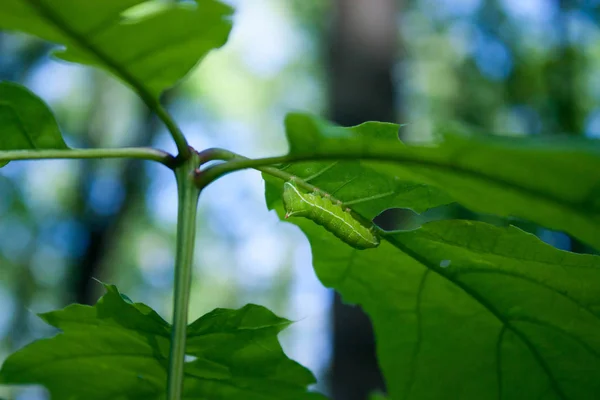 Hermosa oruga verde sobre una hoja verde de un roble joven —  Fotos de Stock