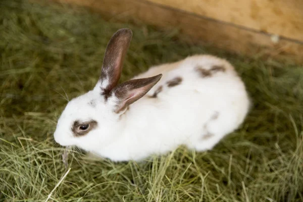 White rabbit with brown ears on sits on a dry grass on a blurred — Stock Photo, Image