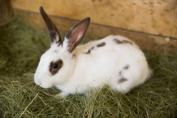 Yakın çekim kahverengi kulaklara ile beyaz bir tavşan Kuru Çim üzerinde oturur — Stok fotoğraf