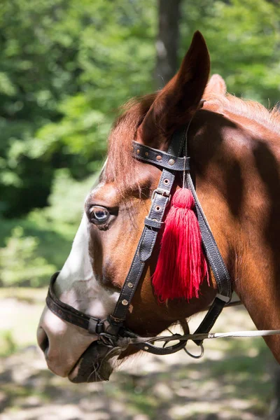 Nahaufnahme Schnauze braunes Pferd mit ungewöhnlich blauen Augen — Stockfoto