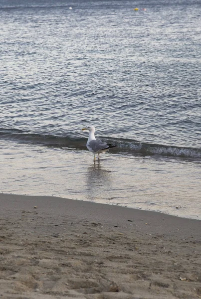 Одинокая чайка стоит на пляже — стоковое фото