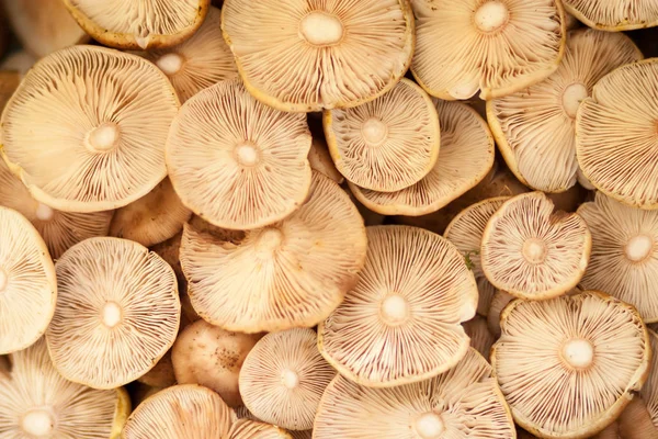 Світло-коричневий абстрактний фон багатьох круглих капелюхів грибів — стокове фото