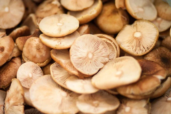 A lot of  light brown round hats of peeled raw forest mushrooms — Stock Photo, Image