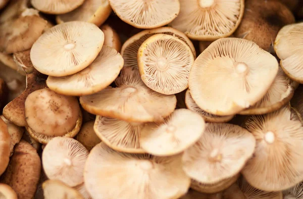 Világos barna, kerek kalappal erdei gombákkal — Stock Fotó