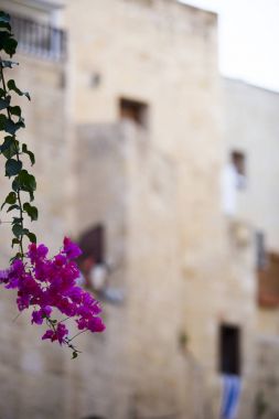  narin parlak pembe çiçekler üzerinde bulanık bir adam ile bir kök