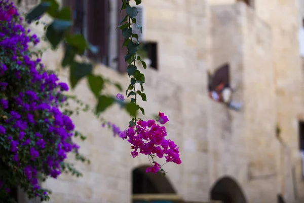 Tender bright pink flowers and a lush bush of purple flowers on — Stock Photo, Image