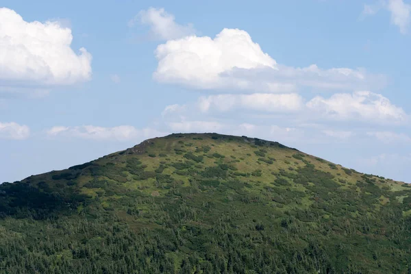 Vedere pe o pantă acoperită cu pădure de molid și munți tufiș a — Fotografie, imagine de stoc