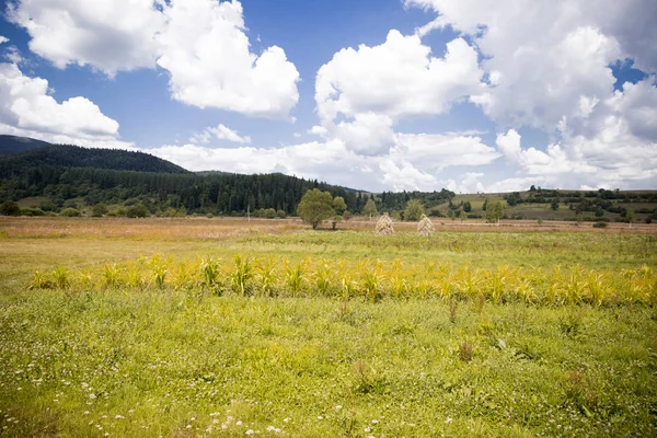 countryside landscape with fields overgrown with green grass and