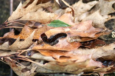  büyük gece kelebek fam gelen kahverengi tüylü tırtıl